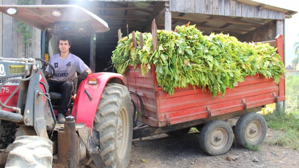 Na foto, o agricultor Jonas Ruggeri dirige um trator com reboque carregado com folhas de tabaco. Ao fundo, aparece o galpão da propriedade rural.