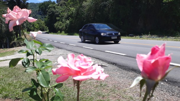 A foto mostra a rodovia ERS-431, na Serra, com pavimento e sinalização de pista renovados. Um carro transita pela estrada. Em primeiro plano, rosas aparecem às margens.