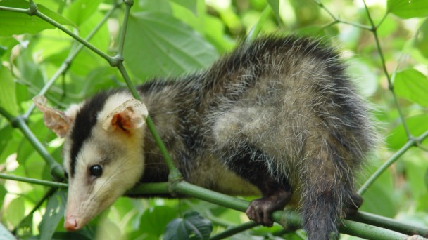 Gamba de orelha branca Didelphis albiventris