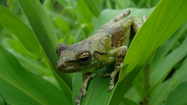 Uma perereca verde está parada em cima de uma vegetação.