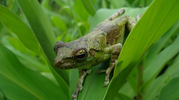 foto da Perereca-castanhola (Itapotihyla langsdorffii)