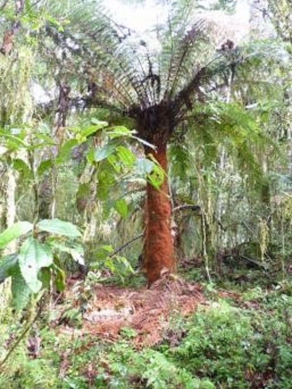 foto Xaxim (Dicksonia sellowiana)