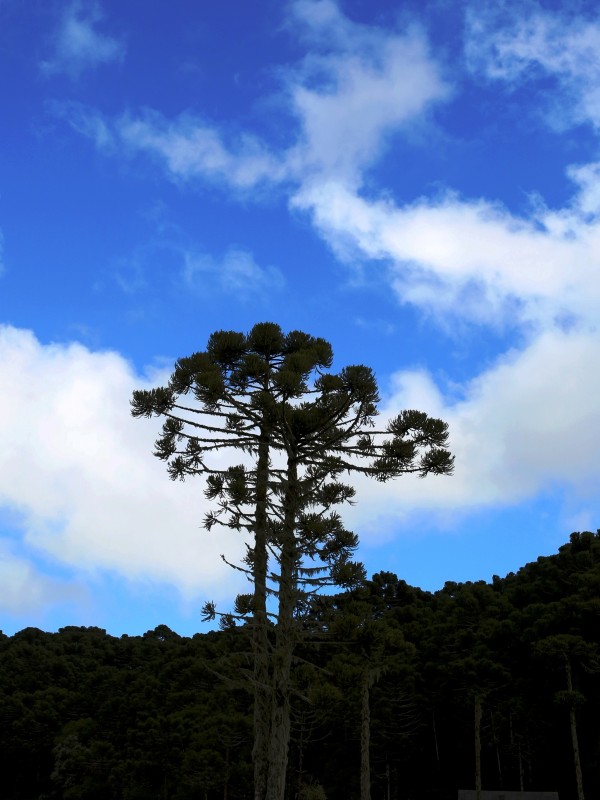 FOTO DE UMA araucária (Araucaria angustifolia)
