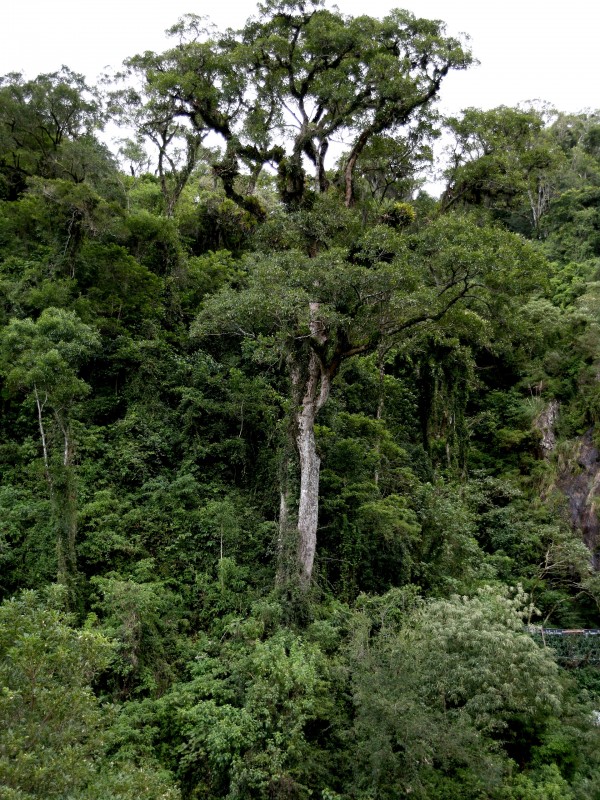 foto de uma corticeira-da-serra (Erythrina falcata)