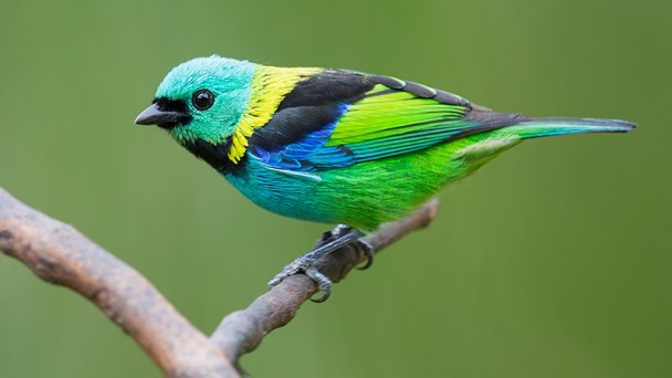 foto de uma saíra-de-sete-cores (Tangara seledon)