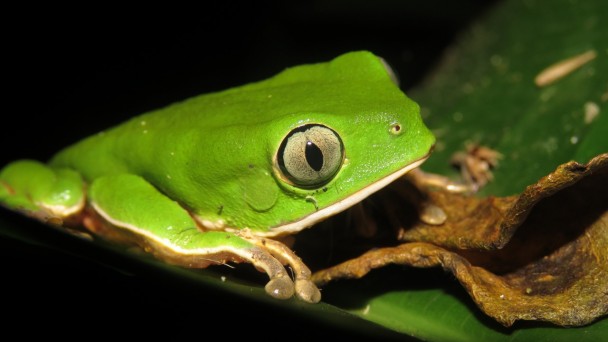 Na foto aparece a perereca-macaca em cima de uma árvore. O animal é verde e tem tons de dourado nos olhos e em suas patas.