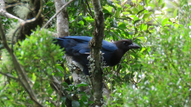 Gralha Azul (Cyanocorax caeruleus)