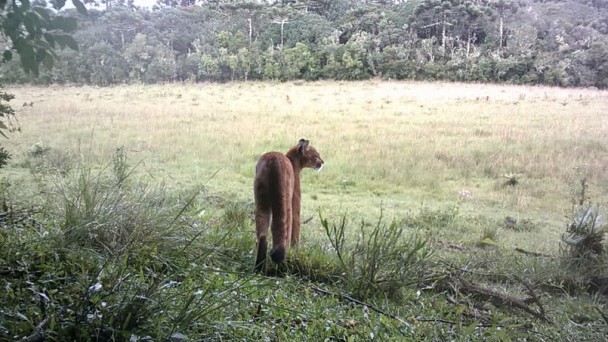 Onça parda (puma concolor)