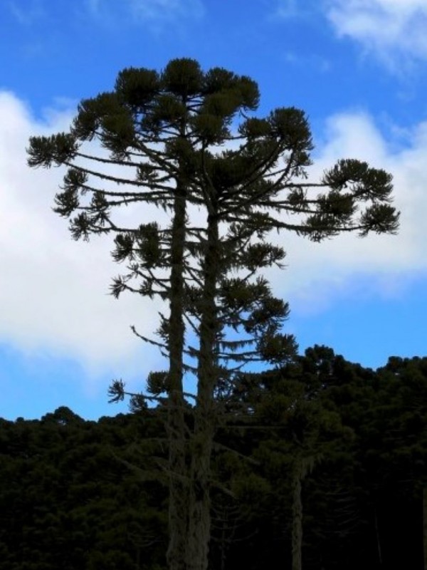 Araucária (Araucaria angustifolia)